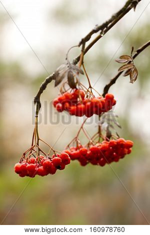 The ripe berries of a mountain ash hanging on tree branches.