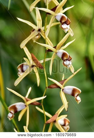 species orchid Pholidota chinensis in botanical garden Brno