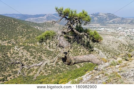 Relict pine on a mountainside. Crimea, September.