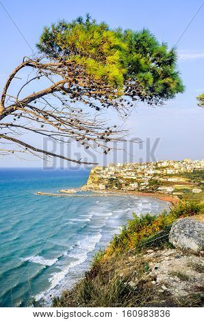 peschici gargano italy aleppo pine tree lashed wind mediterranean