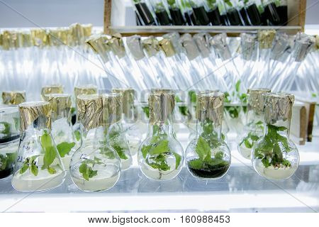 Microplants poplar grown in flasks with nutrient medium using micropropagation technology in vitro