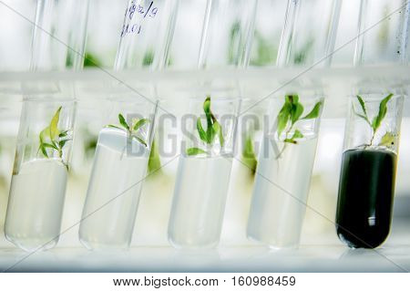 microplants of cloned poplar in vitro in a nutrient medium