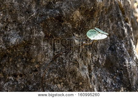 Seedling plant growing on stone life in oman Dofar mountains region salalah 2