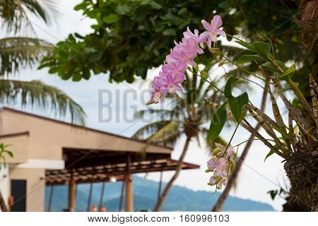 beautiful pink orchid flowers on the palm