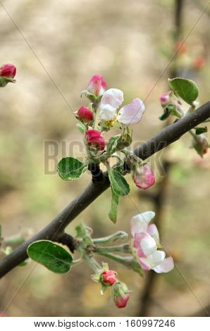 Apple tree flower blossoming at spring time
