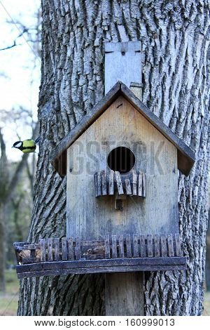 titmouse on the feeding-rack like a small house seeks the birdseed
