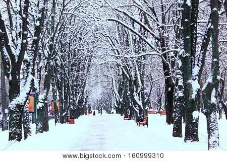 winter beautiful park with many big trees and path