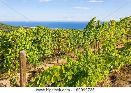 Vineyards of the Alella wine region in the vicinity of Barcelona on the Mediterranean Sea.
