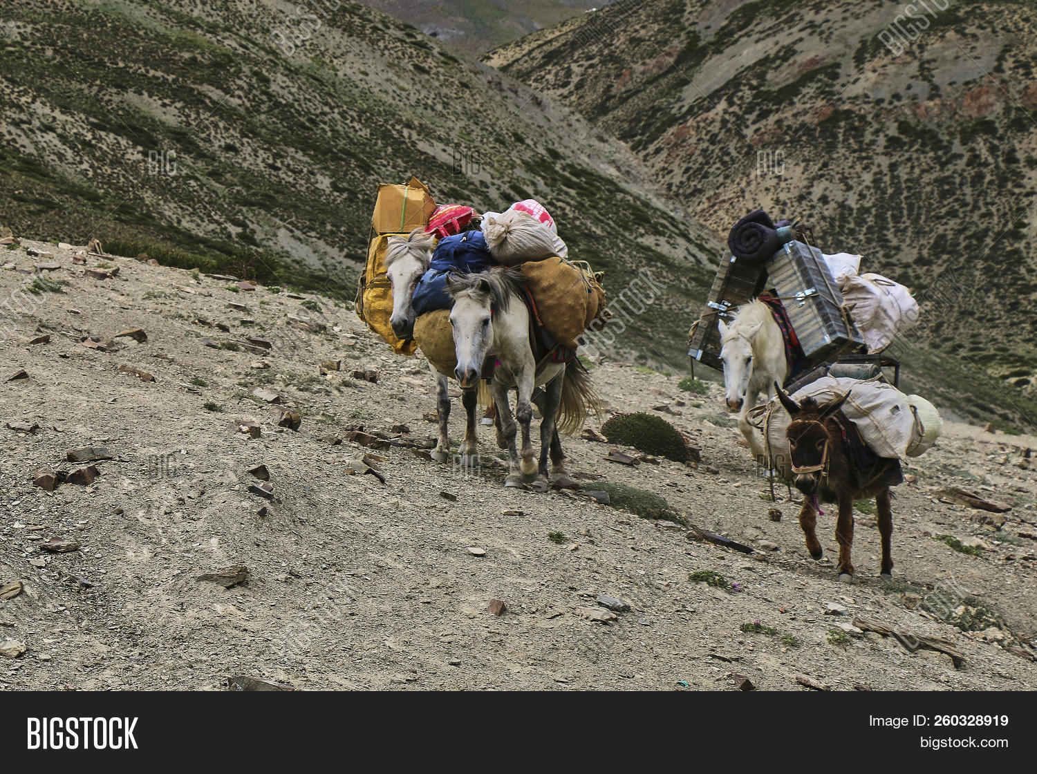 Horses Mules Carrying Image & Photo (Free Trial) Bigstock