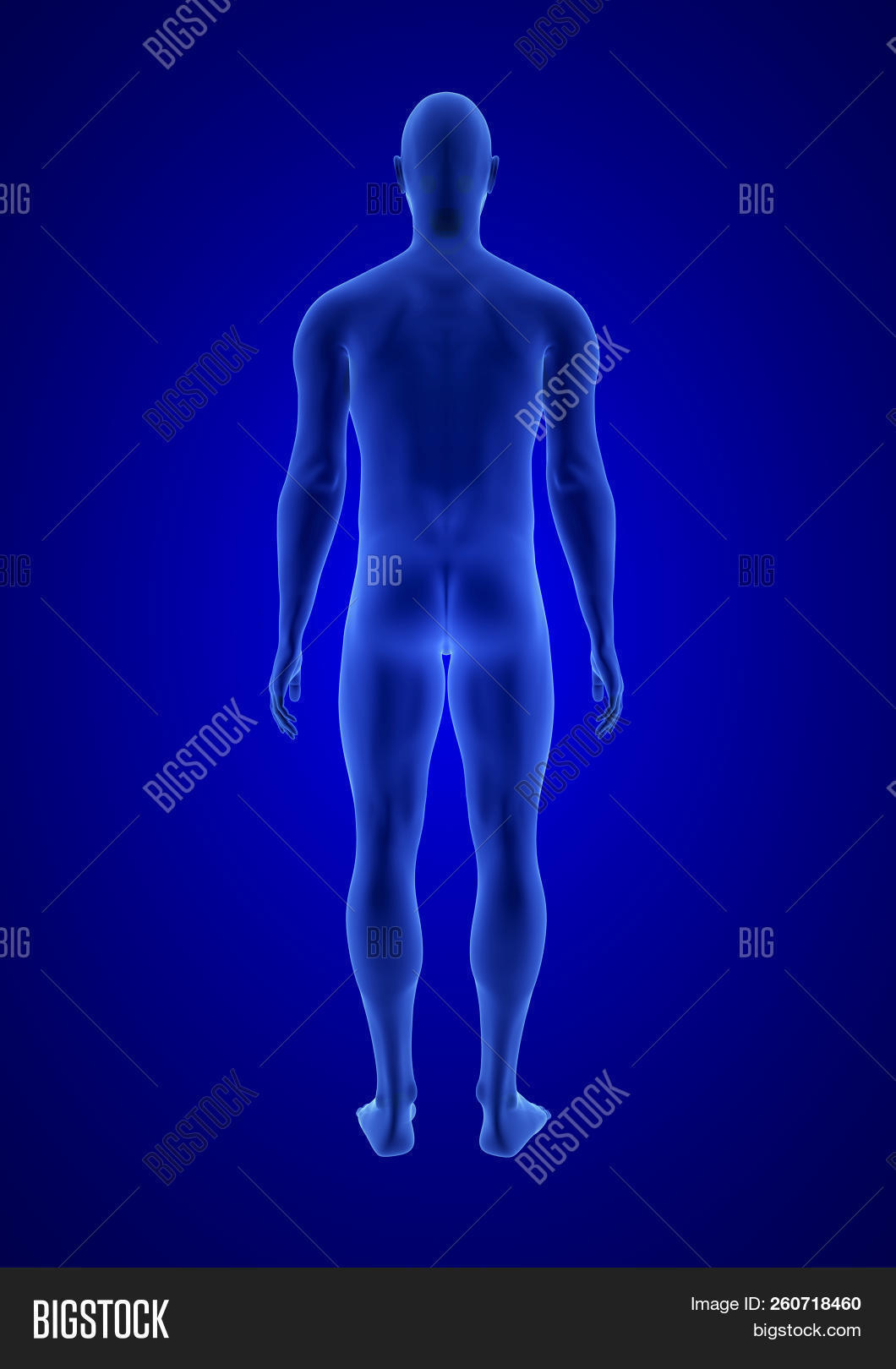 Blue Human Anatomy Image & Photo (Free Trial) | Bigstock