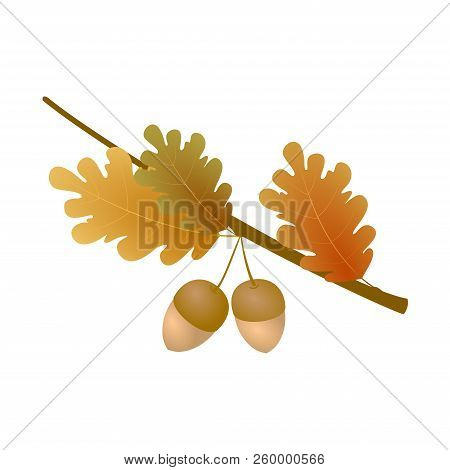 Autumn Oak Branch With Acorns And Leaves On White Background