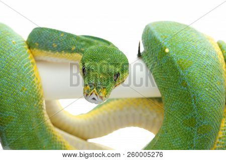 Green Tree Python Isolated On White Background