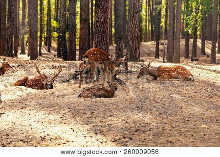 Group Of Sika Or Spotted Deers Herd In The Forest. Wildlife And Animal Concept