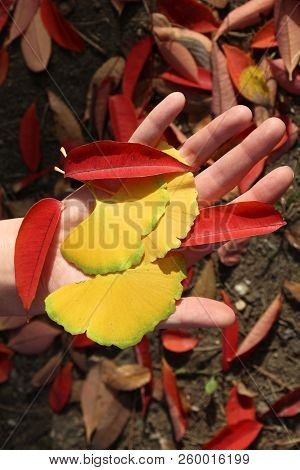 Autumn Leaves - Koyo Tradition In Japan. Ginkgo Leaves And Staghorn Sumac Leaves.