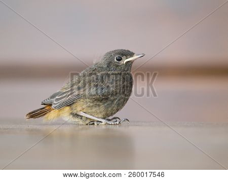Flightless Nestling Of Blackbird - Turdus Merula