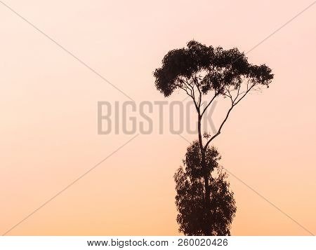 Silhouette Of A Tree Against A Sunset Sky In Estremoz In Alentejo Region, Portugal.