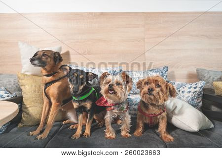 Four Funny Cute Dogs Ex Abandoned Homeless Adopted By Good People And Having Fun On The Pillows In T