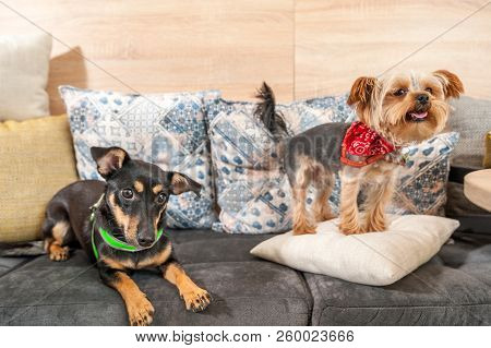 Two Funny Cute Dogs Ex Abandoned Homeless Adopted By Good People And Having Fun On The Pillows In Th