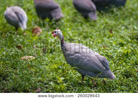 Guinea Fowl Is A Herd Of Walking On Green Grass Outdoors.