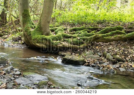 Creek With Roots Of Tree In Rainy Wather. Oparno. Czech Republic.