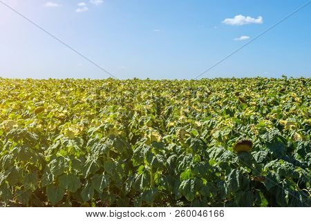 Sunflowers In The Phase Of Filling Seeds, In A Field, Under A Blue Sky With Clouds