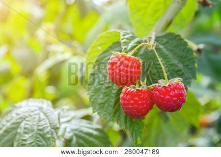 Raspberries On The Plantation During The Harvest Period