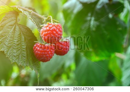 Raspberries On The Plantation During The Harvest Period