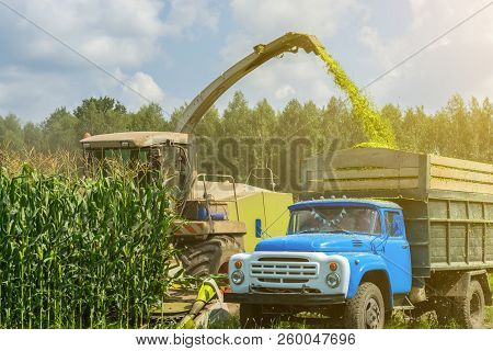 Harvest Of Juicy Corn Silage By A Combine Harvester And Transportation By Trucks, For Laying On Anim