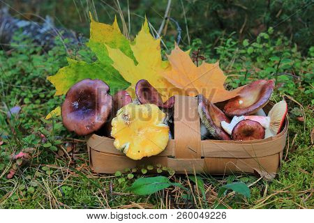 Basket of mushrooms. Basket with maple leaves. Beautiful mushrooms in the basket. Edible mushroom. Still life with a basket of mushrooms. Healthy and vegetarian food. Autumn in the forest.