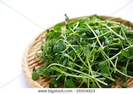 Snow pea sprouts