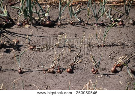 Onions On A Field In Oldebroek Which Are Dryed Out Due To Dry Summer Of 2018 In The Netherlands.