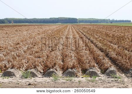 Brown Dried Fields Caused By The Dryness Of The Summer Of 2018 In The Netherlands.