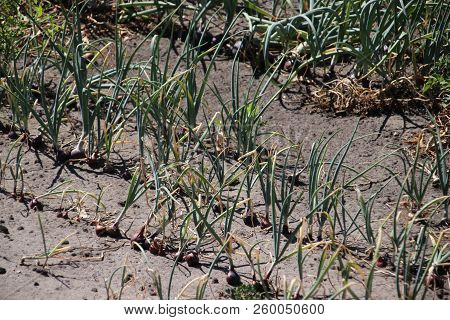 Onions On A Field In Oldebroek Which Are Dryed Out Due To Dry Summer Of 2018 In The Netherlands.
