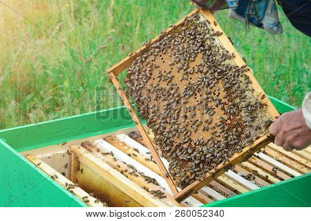 The Beekeeper Looks Over The Honeycomb With The Bee Larvae. Apiculture. Apiary