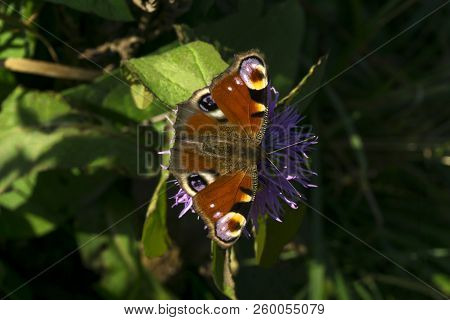 Beautiful Peacock Butterfly Sits On A Thistle Flower Close-up