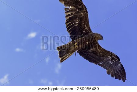Flying red kite (Milvus milvus) in Warwick, United Kingdom