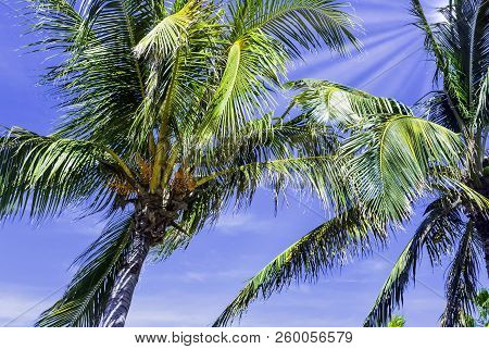 Cuban Royal Palm (roystonea Regia) In Peninsula De Zapata National Park / Zapata Swamp, Cuba