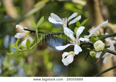 ส้ม trifoliate