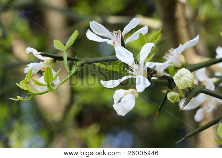 สีส้ม trifoliate, Karatachi