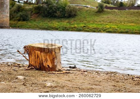 Tree Stump On The Sandy River Bank