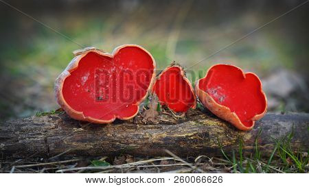 The Scarlet Elf Cup Mushroom, Sarcoscypha Coccinea
