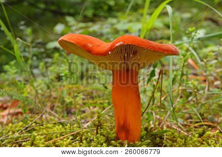 Lactifluus Volemus Mushroom, Known As Lactarius Volemus And Weeping Milk-cap
