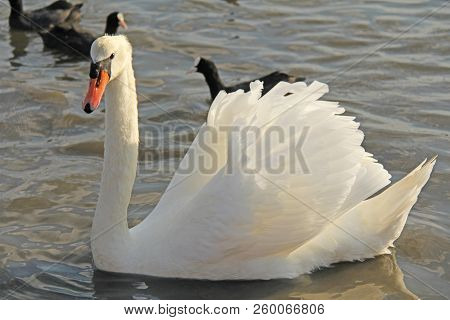White And Black Swans Swim In The Lake In Summer Or Autumn. Beautiful White Swans