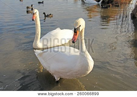 White And Black Swans Swim In The Lake In Summer Or Autumn. Beautiful White Swans