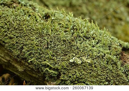 Cladonia Coniocraea Lichen Known As The Common Powderhorn