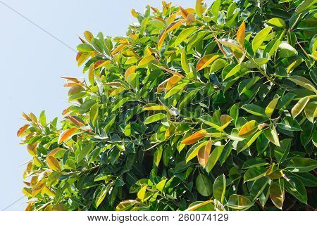 Indian Rubber Trees ( Latin Name : Ficus Elastica ). Adult Tree In Natural Conditions Outdoors