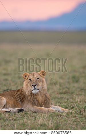 A Male Lion Resting In A Savannah Of Masai Mara Game Reserve, Kenya