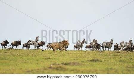 Male Lion In A Savannah With Wildebeest And Zebra Herd In Masai Mara Game Reserve, Kenya