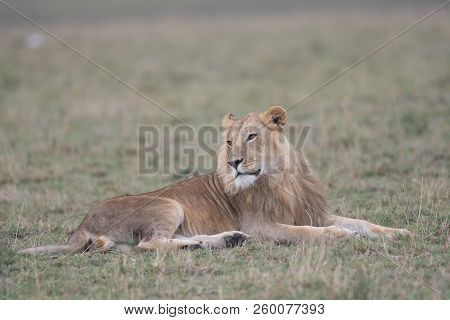 A Male Lion Resting In A Savannah Of Masai Mara Game Reserve, Kenya
