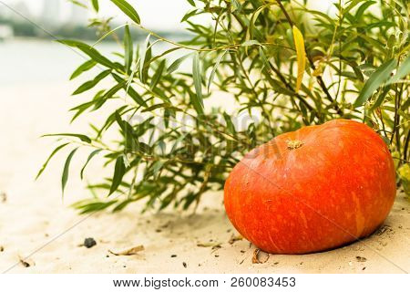 Pumpkin In Nature. Autumn Holiday Harvest Festival Halloween. Day Of The Dead. Hallowmas